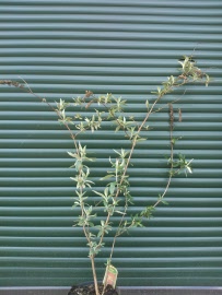 buddleja-80-100c5