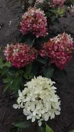 hydrangea pan. phantom