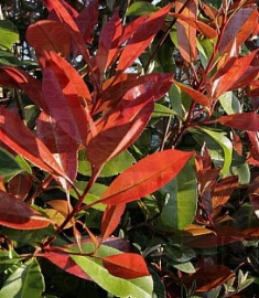 photinia fras. red robin detail